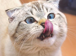 chat Scottish fold